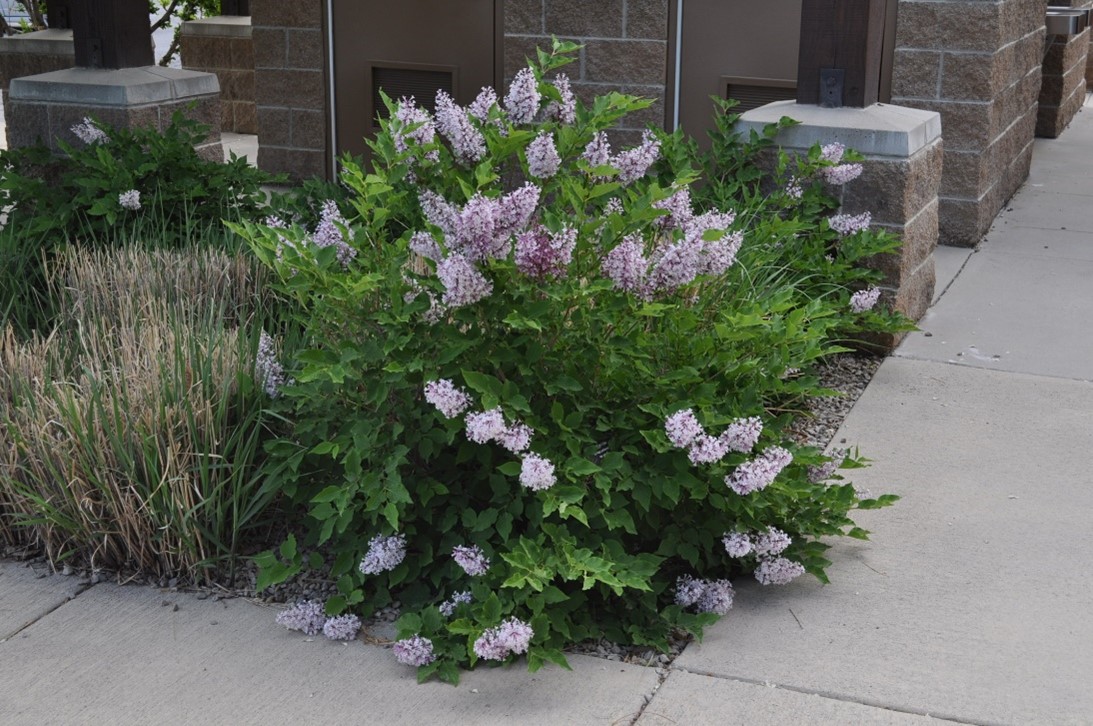 S. pubescens, ‘Miss Kim’ https://conservationgardenpark.org/plants/247/miss-kim-lilac