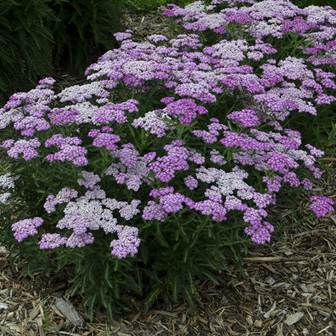 A. millefolium ‘‘Firefly Amethyst’
https://www.provenwinners.com/plants/achillea/firefly-amethyst-
yarrow-achillea-hybrid