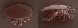 VSH Traits in Honey Bees it Mite be a Solution