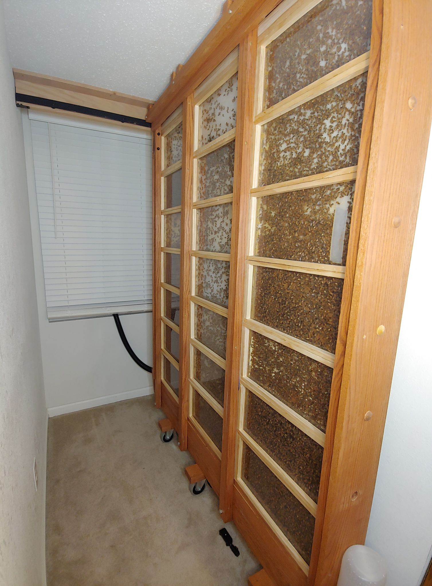 The massive observation hive (pictured to the left) has a total of 21 frames! The owner, 
Henry Long (no relation to the author), built it for fun but has begun researching interesting honey bee behavior. It’s too big to carry outside so he made it modular. Each individual 
pane can be closed off and removed from the hive to manage the colony or colonies inside. Photo credit: Henry Long