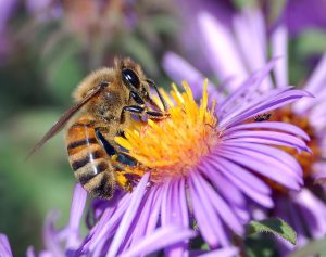 Plants That Can Heat Up Have Been a Key Driver of Pollinator Evolution | Technology Networks