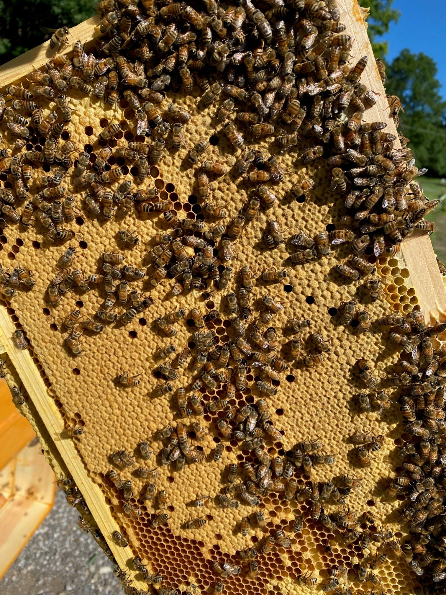 New comb drawn and Queen laying well.