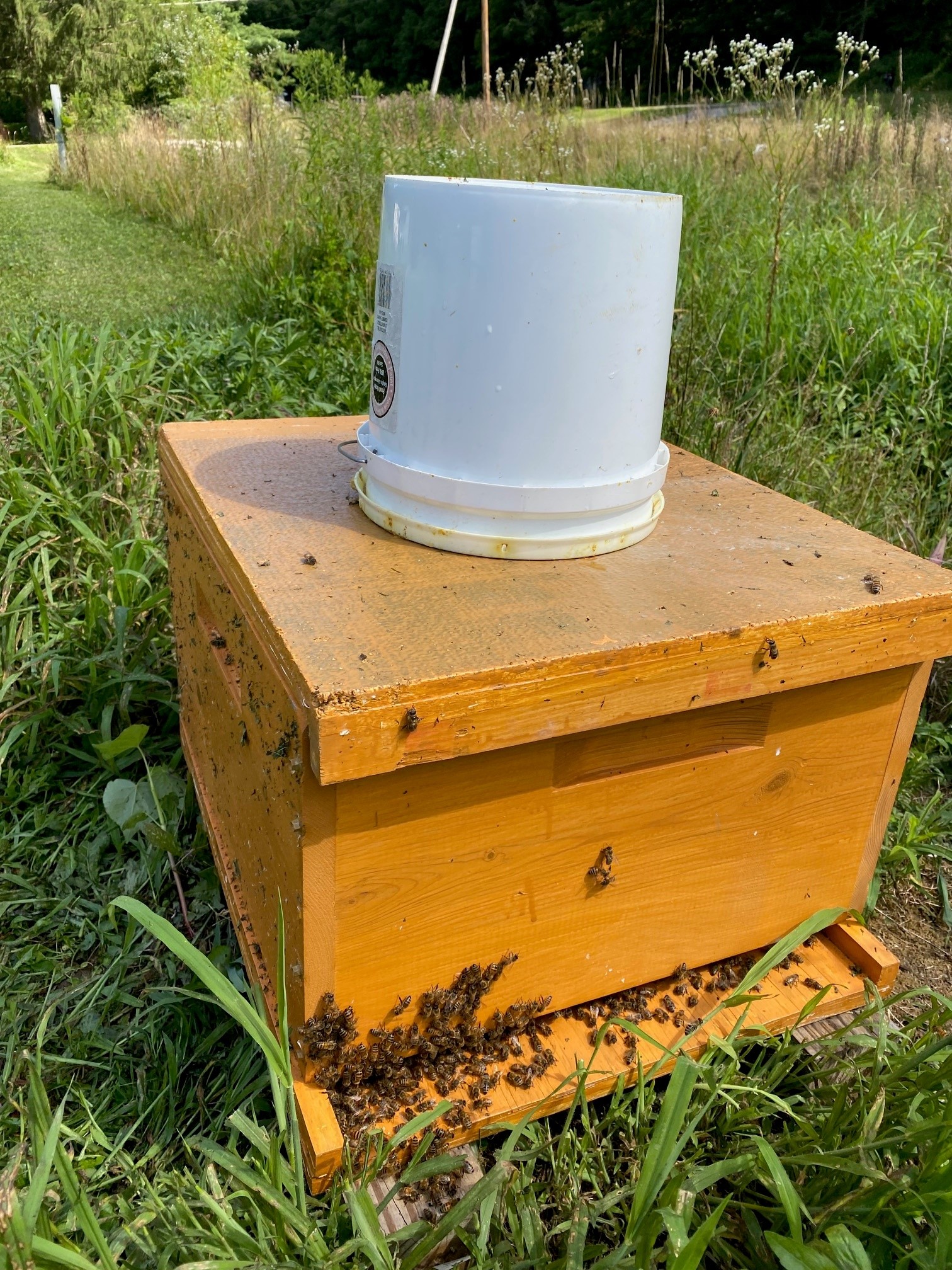 Colony growing now but they need to build more population 
for an Ohio Winter. Took off empty boxes and feeder inside. 
Drilled a large hole in lid and placed feeder on top now.