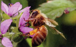 The Bee Box – More Than Almonds