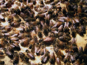 What Not to Worry About During Your First Year Beekeeping