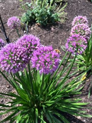 Allium “Millennium” at A.I. Root Co.