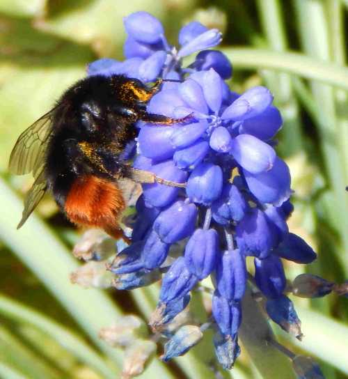 Bumble bee on Grape hyacinth
https://www.buzzaboutbees.net/flower-bulbs-for-bee