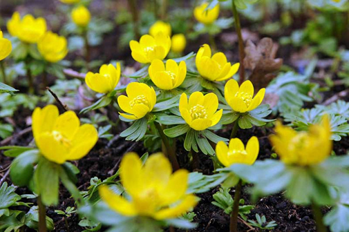 Winter aconite
https://www.gardenia.net/plant/eranthis-hyemalis-winter-aconite