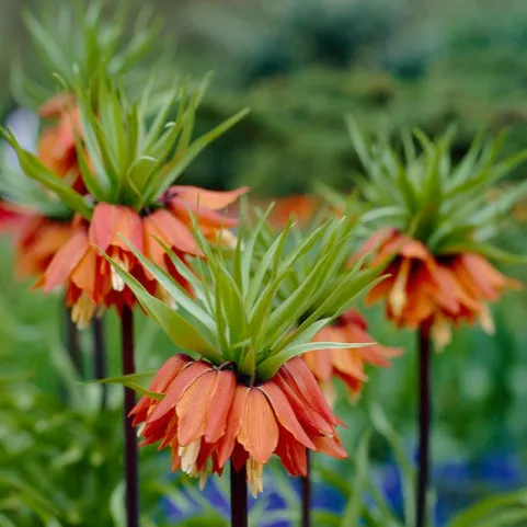 Red Crown Imperial (Fritillaria rubra)
https://www.americanmeadows.com/flower-bulbs/other-fall-flower-bulbs/crown-imperial-bulbs-red