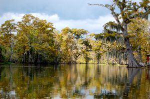 Bayou Apiary