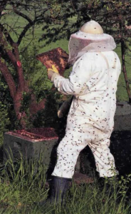 Earning the Title of “Beekeeper” | Are You Sure You Want To?