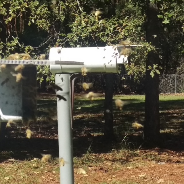 Figure 2. A pollen feeder.
(Photo Courtesy: David E. MacFawn)