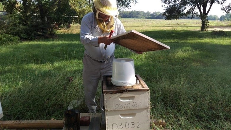 Figure 3. Feeding the hive; often sugar syrup in the south will not freeze in the Winter.
(Photo Courtesy: David E. MacFawn)