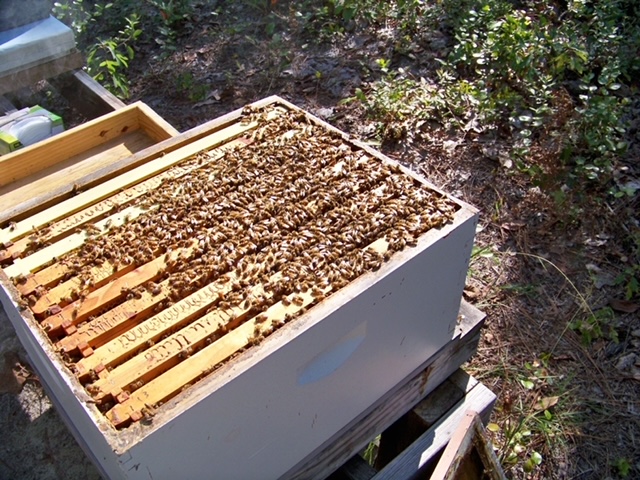 Figure 4. Nice colony going into Winter.
(Photo Courtesy: David E. MacFawn)