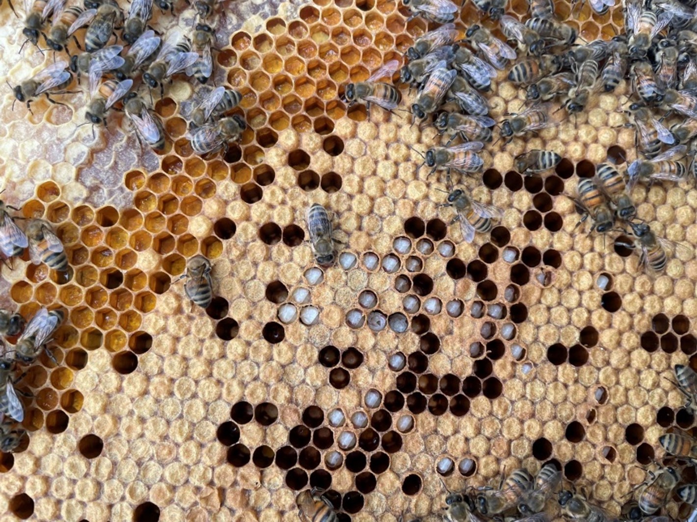 Figure 1. Hygienic uncapping behavior of honey bees suspected as a response to A. grisella larvae.