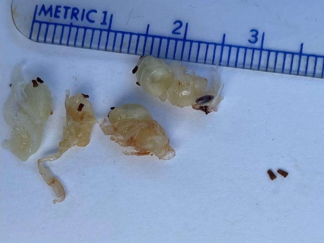 Figure 2. Honey bee larvae containing purported A. grisella feces.