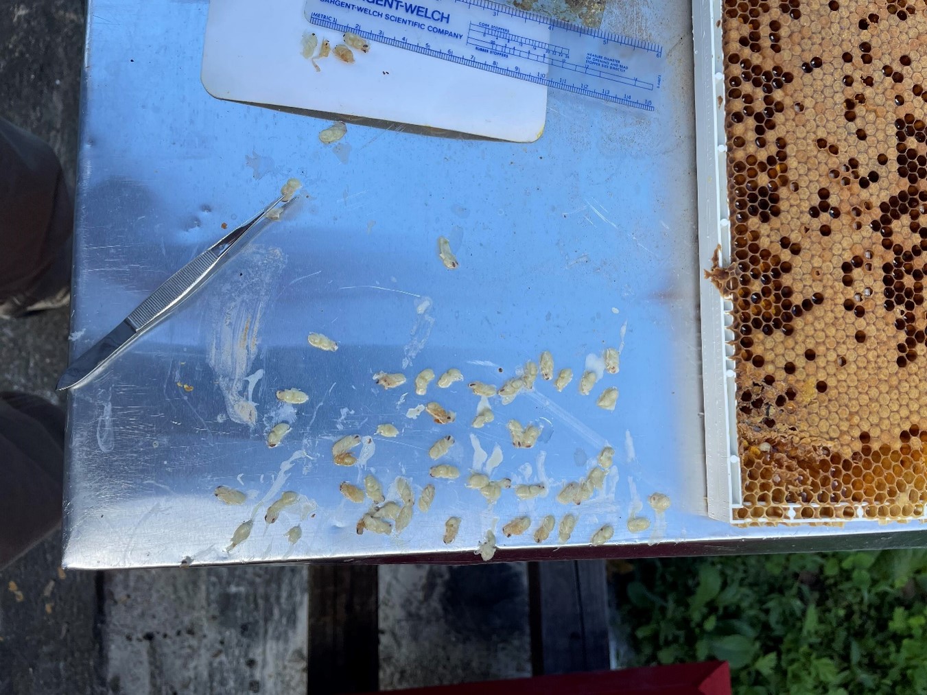 Figure 3. Larvae removed from cells of an infected hive.