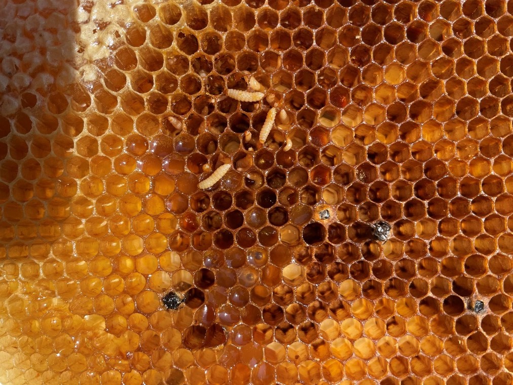 Figure 5. Small hive beetle larvae on a brood frame (Martin, n.d.).