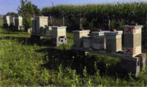 Managing a Training Apiary Year 3