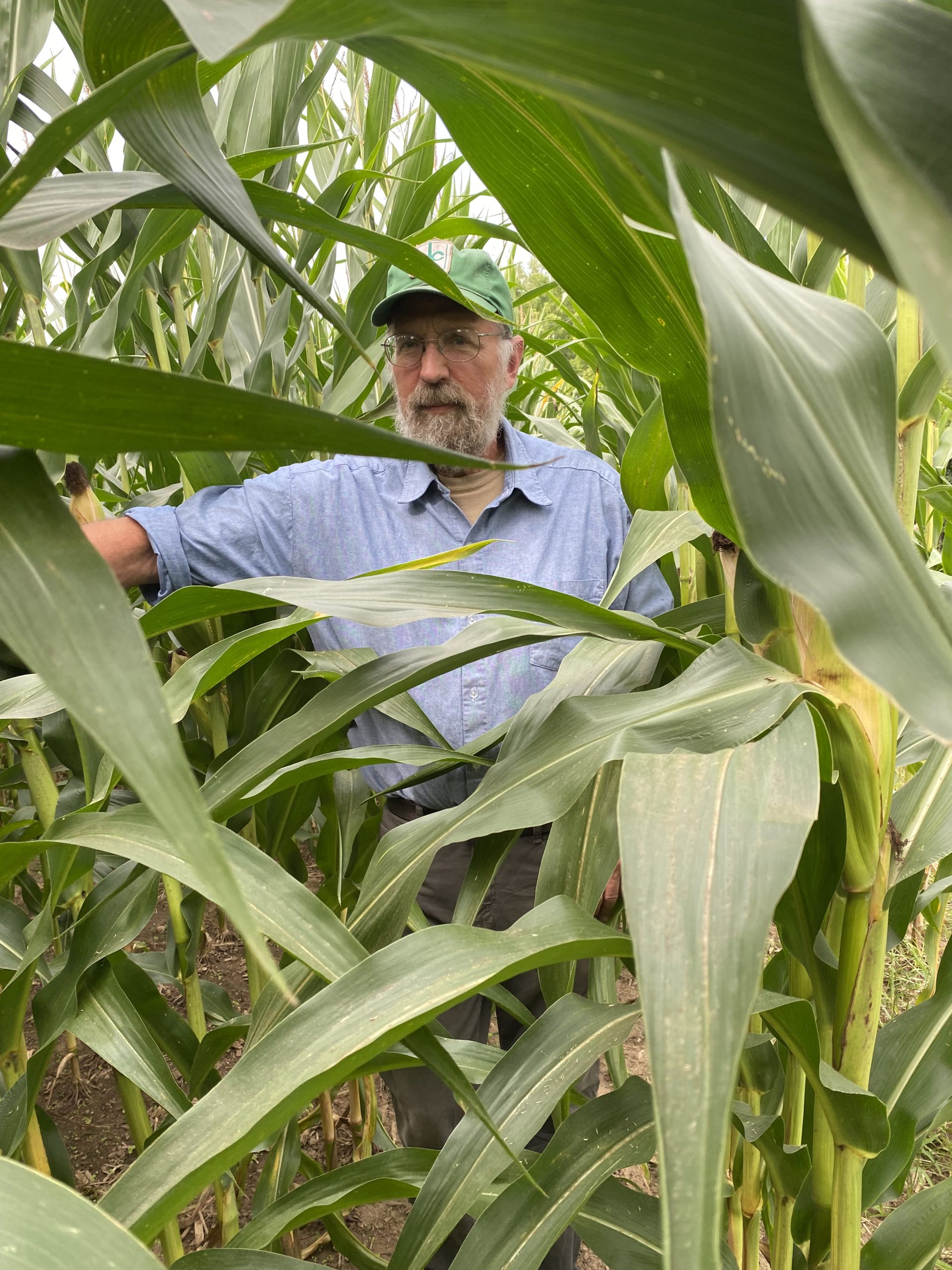 Lost in a corn maze.