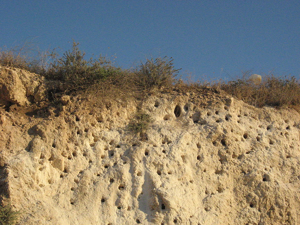 Bee-eater nesting area near Modi’in, Israel