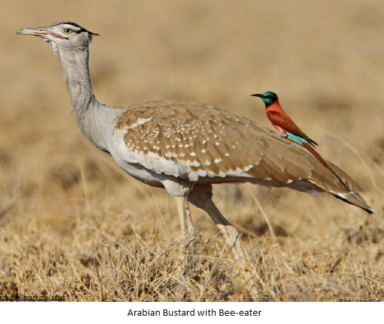 Arabian Bustard with Bee-eater