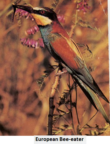 European Bee-eater