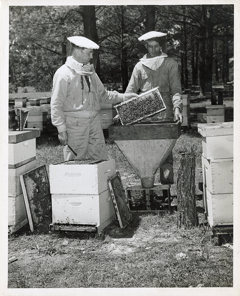 Fig. 1. W.E. Harrell and J.C. Duett shaking bees into packages to be shipped to Canada on April 13th, 1946 in Alabama. Note that the equipment they are using is not too different to what beekeepers use today, nearly 80 years later! Image courtesy of the Special Collections and Archives at Auburn University Libraries.