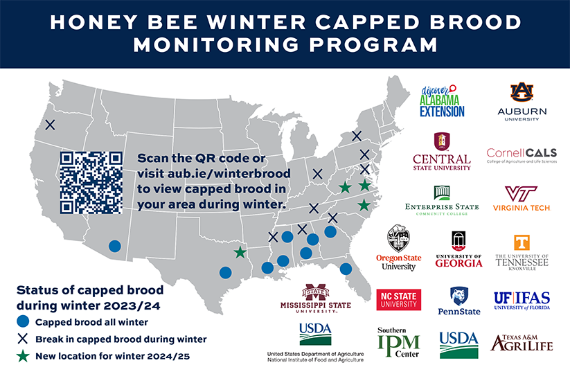 Fig. 4. The Winter Capped Brood Monitoring Program is in the midst of its third year. Initially designed to identify appropriate times for oxalic acid treatment for beekeepers in mild climates, it has connections to tropilaelaps habitat suitability and effects of weather on honey bee colonies. Go to aub.ie/winterbrood or scan the QR code in the image to visit the homepage of the brood monitoring program. Every two weeks during Winter you will find an updated map.