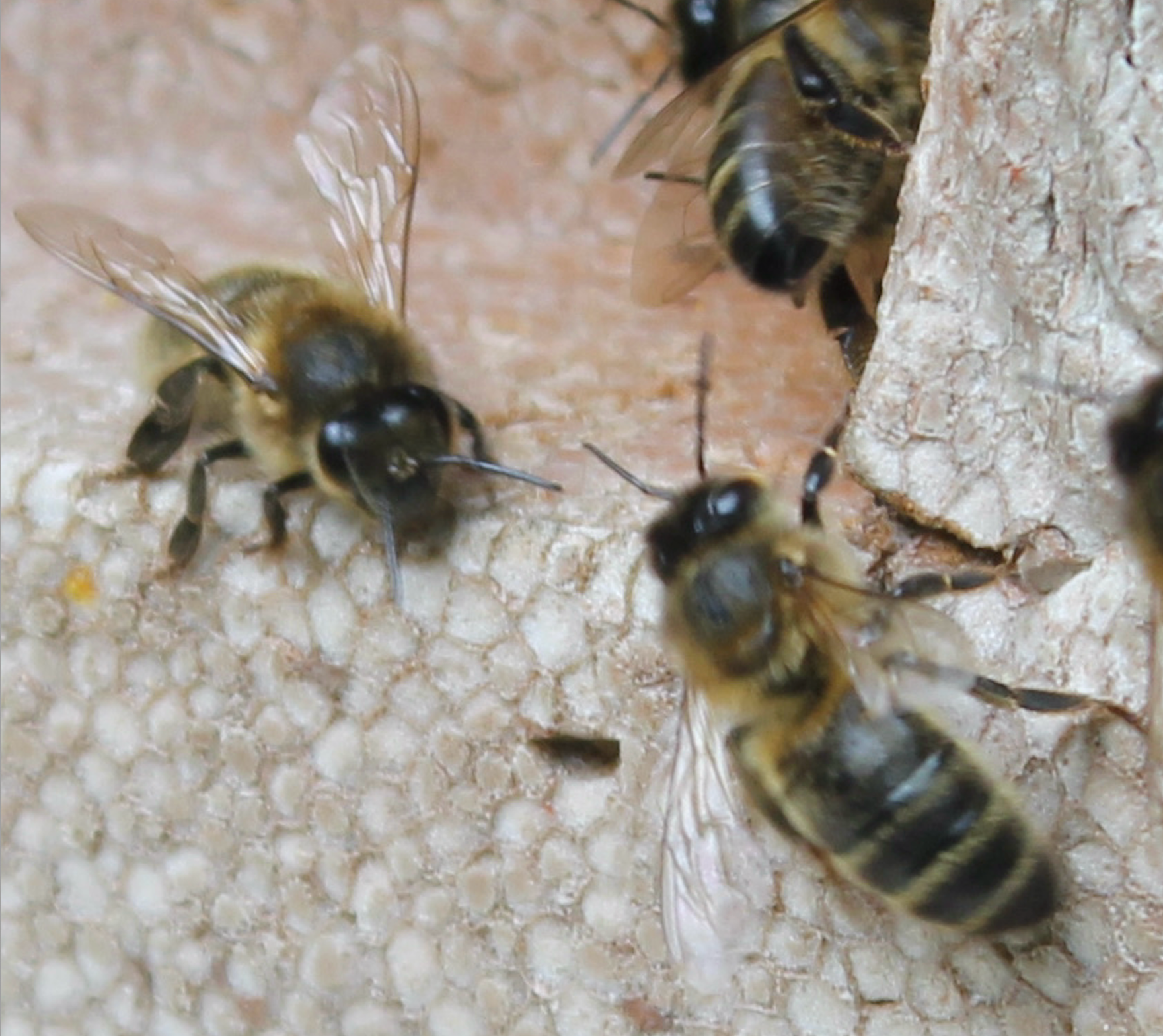 This is a close up of the Native Irish Bees.