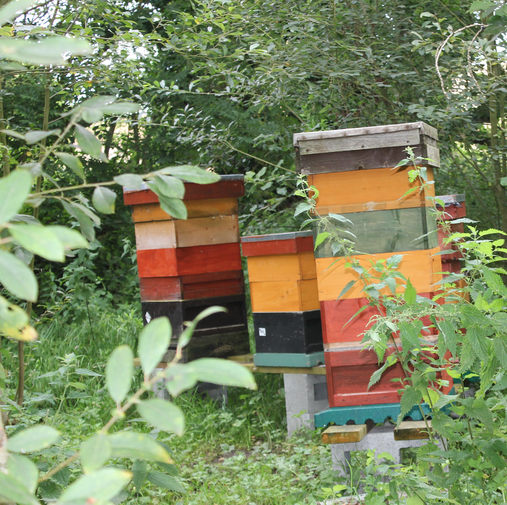 More of Eoghan’s beehives in a sheltered area. They are called “Nationals”. He uses one deep brood box with the honey supers placed on top.