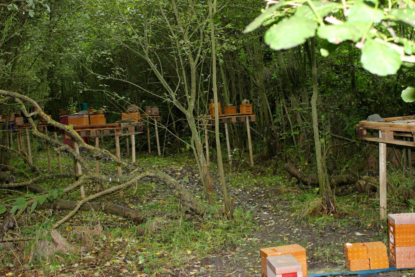 Apideas are the mating nucs Eoghan has in his remote apiary.