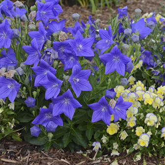 Platycodon grandiflorus “Sentimental blue” 
https://www.waltersgardens.com/variety.php?ID=PLASB