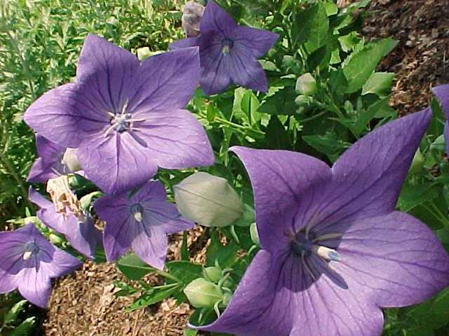 P. grandiflorus “Sentimental Blue” Notice the buds! https://www.missouribotanicalgarden.org/PlantFinder/FullImageDisplay.aspx?documentid=3416