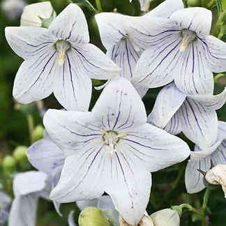 P. grandiflorus “Fairy Snow” 
https://www.witsendgardens.com/platycodon-balloon-flower