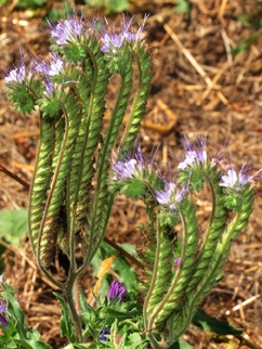 Phacelia, a California native plant. 
(Photo by Kathy Keatley Garvey)