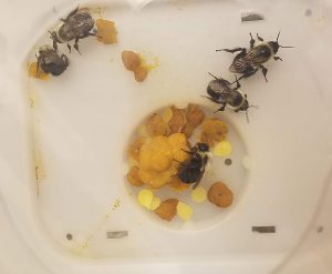 UC Davis Research Shows That Yeast can Benefit Bumble Bee Survival and Reproduction