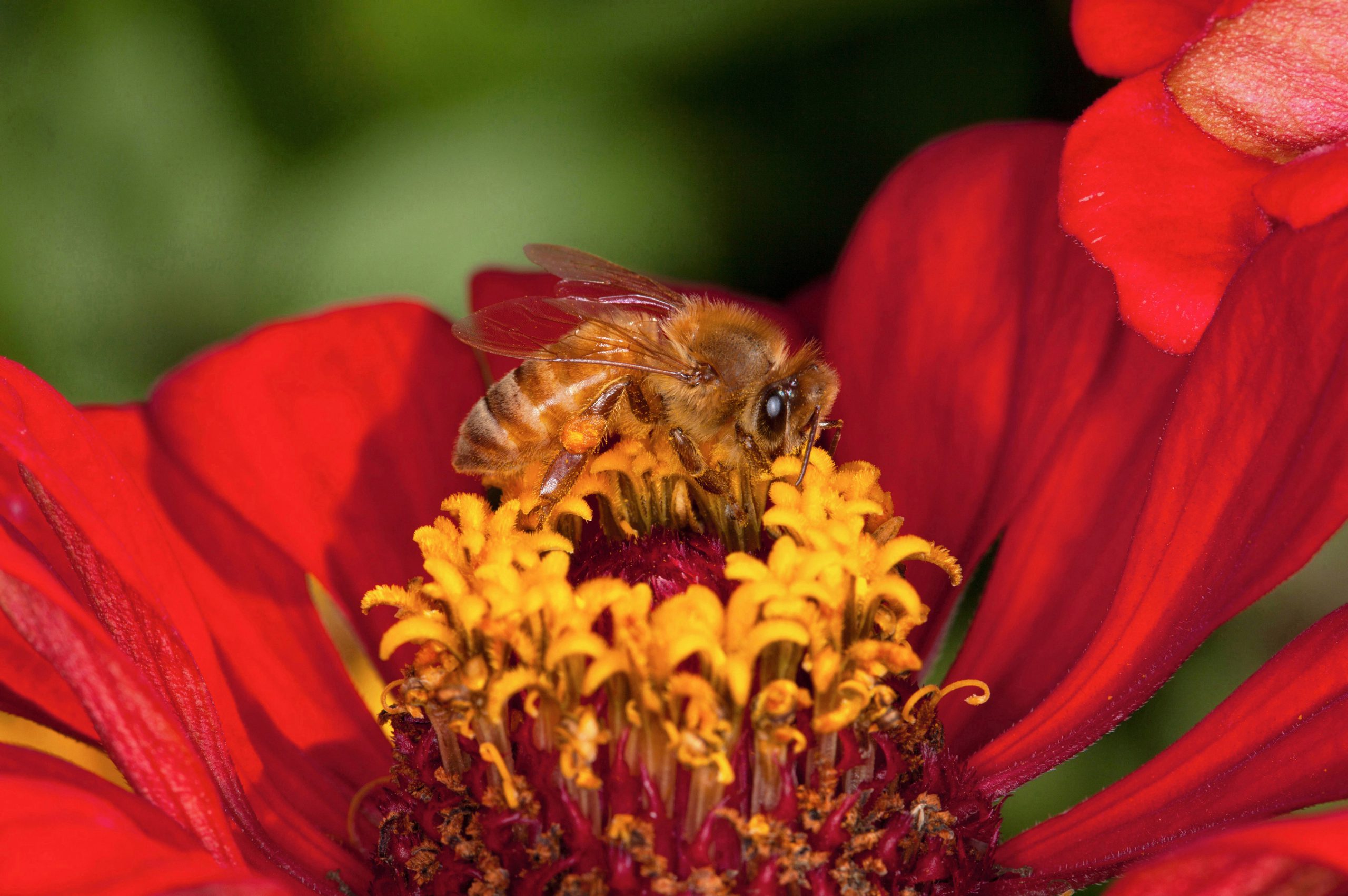 As a honey bee, Apis mellifera, moves from flower to flower feeding on nectar, she is dusted with pollen from anthers (the male part of the flower), which adheres to the hairs of her body. The pollen also falls off her body and transfers to the pistil (female part of the flower), where it germinates and grows a pollen tube that reaches the ovary of the flower and fertilizes it. d4114-1, Beltsville, MD