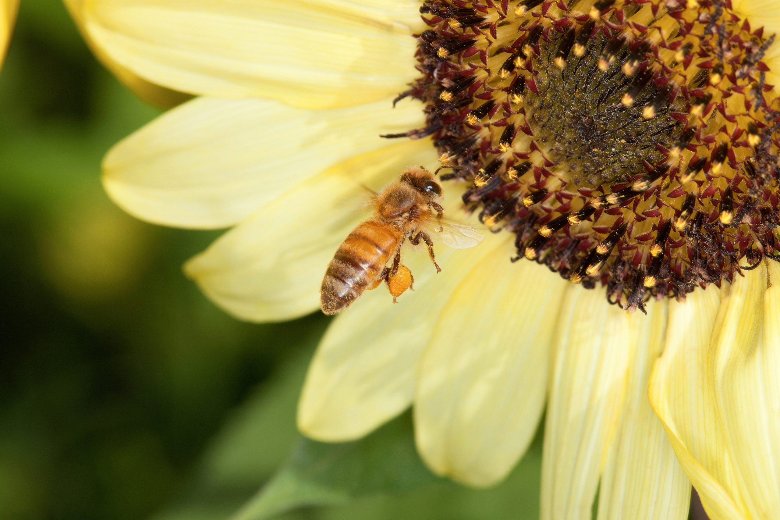 A honey bee buzzes around a sunflower. You can see the build-up of pollen on her rear leg, in what is called a pollen basket. This is how she stores pollen. When she brings the pollen back to the hive, the house bees press the pollen and make bee bread, which is the protein used to feed the nurse bee and immature bees. d4026-1, Beltsville, MD