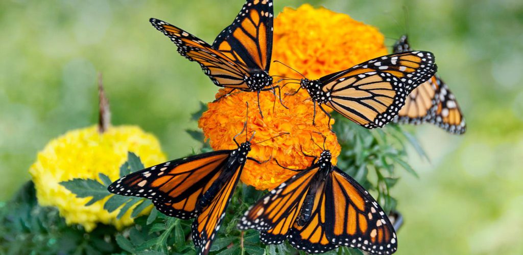 Monarch Butterfly and Other Insect Pollinators to Benefit from $5.2 Million in Conservation Grants from NFWF