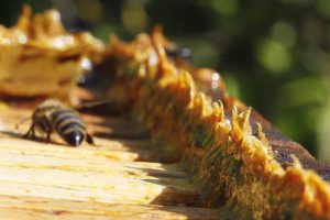 Propolis – The Gold in Your Hive