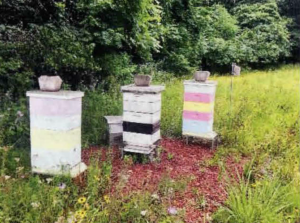 The Sweet and the Sting of Beekeeping