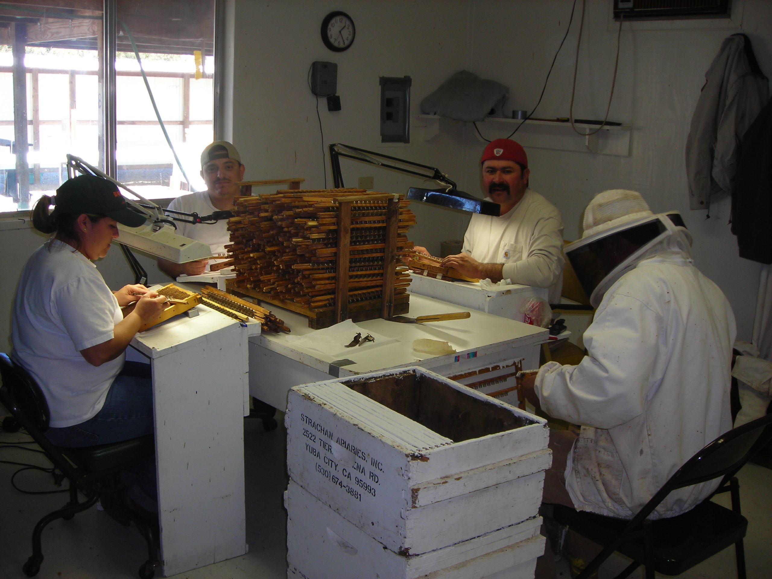 Grafting Larvae for Queen Cells at Strachan Apiaries. Bertha, Luis, 
Jeronimo grafting, and Adolfo taking frames to cell builders (Left to Right).