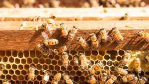 National Survey Indicates Highest Bee Colony Losses in 14 Years