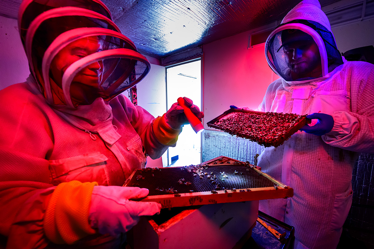 Lesley Deem, left, works with local beekeeper Nathan Beach to stabilize an indoor bee colony at the University of Illinois Urbana-Champaign Pollinatarium. They must carefully transfer the honeycomb-laden frames from a glass-walled display hive to a more traditional wood box hive for the winter season. Red-filtered lights and cooler temperatures keep the bees calm for the transfer. Photo by Fred Zwicky