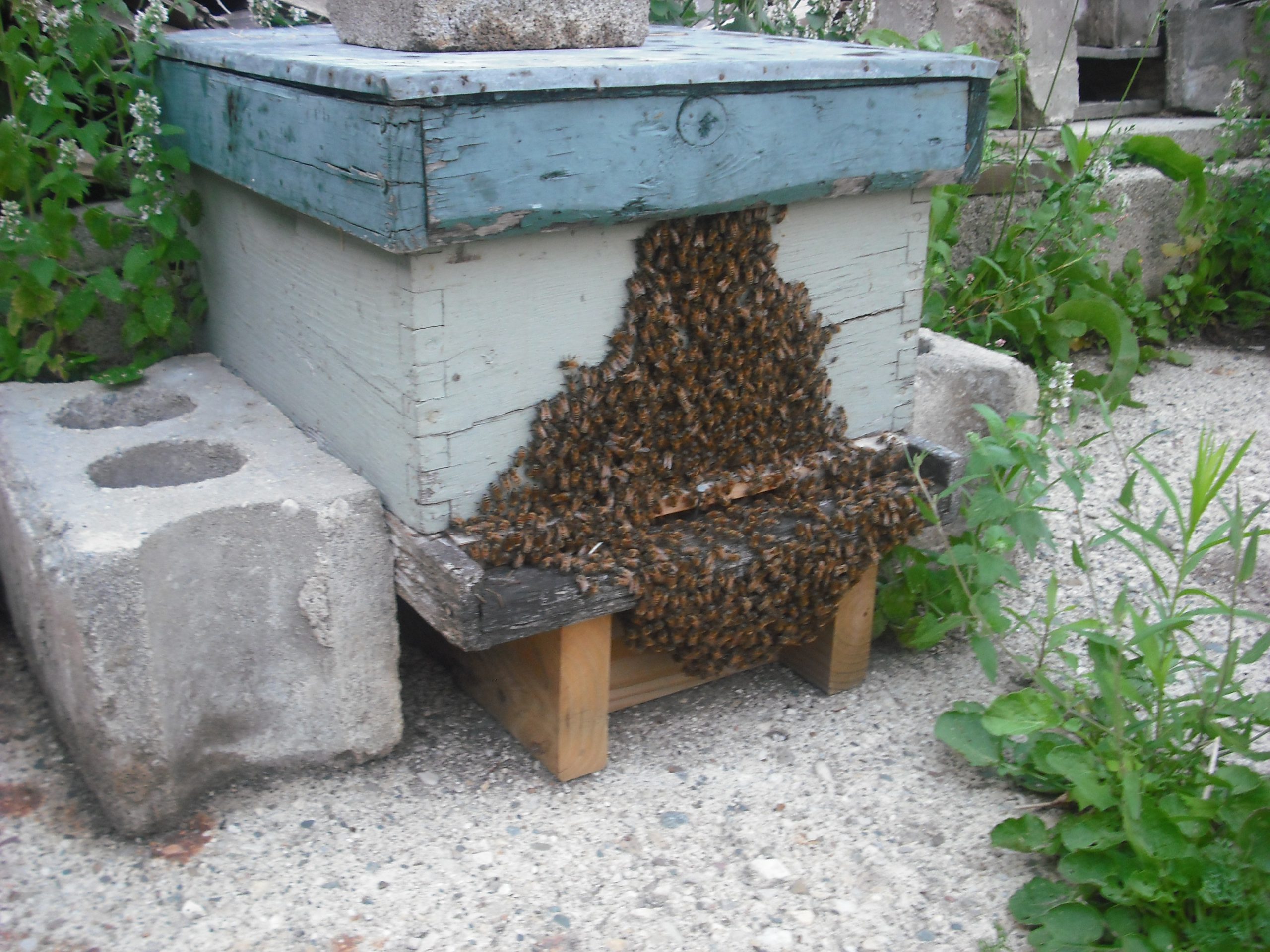 Bearding in a closed uninsulated, unventilated colony on a hot Summer day