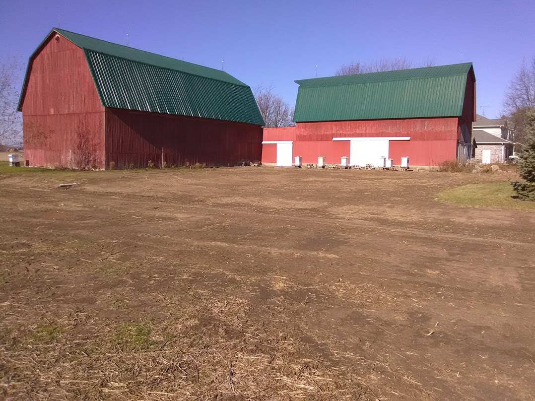 Hives in front of my barns on a sunny day, notice 
the swarm hive on the very far left.