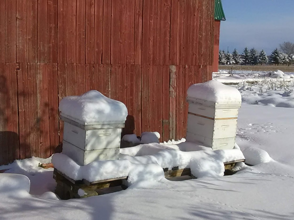 Snow on uninsulated hives early in a beekeeping Winter