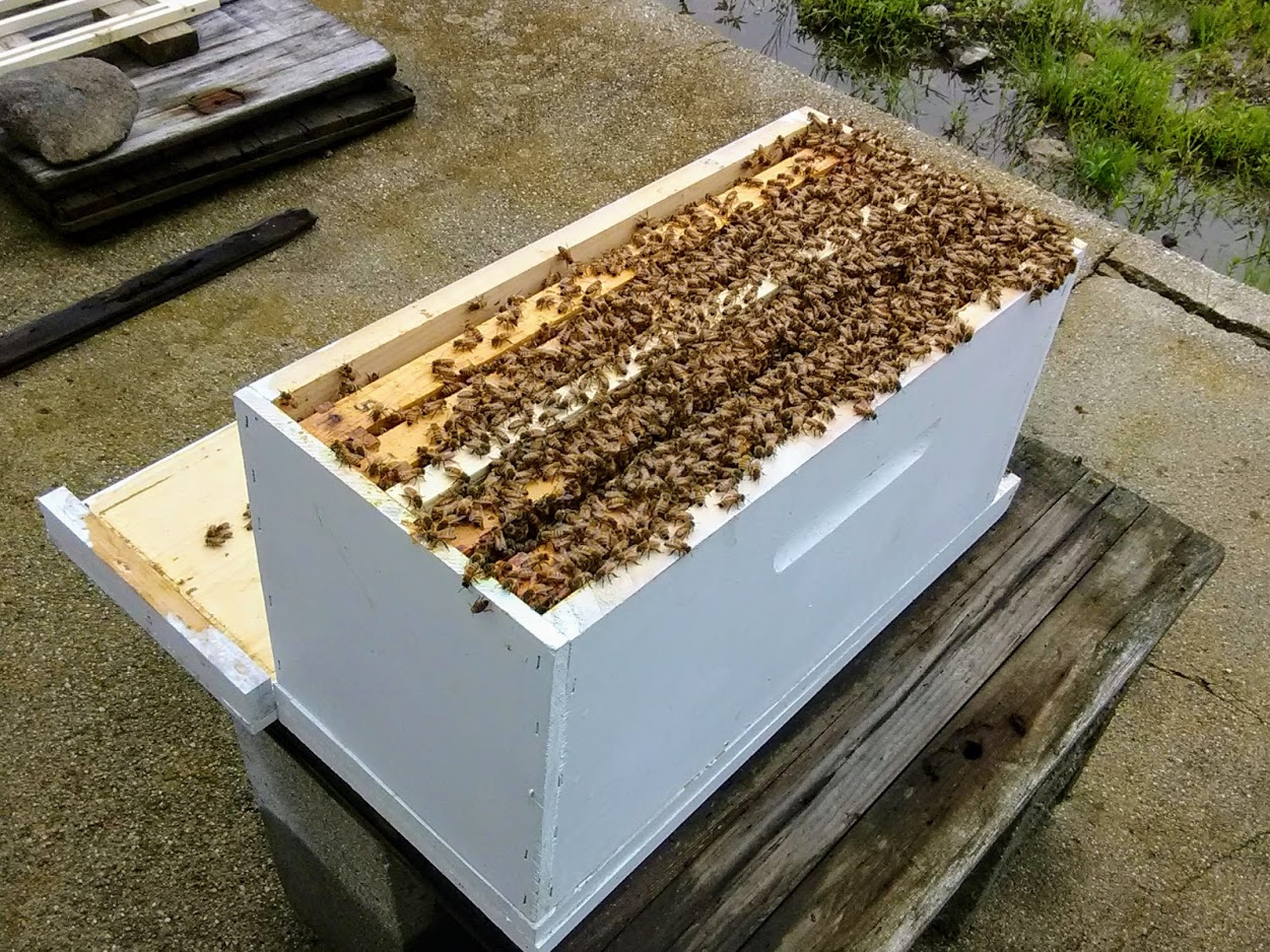 Five frame wooden nuc box; an established small hive.