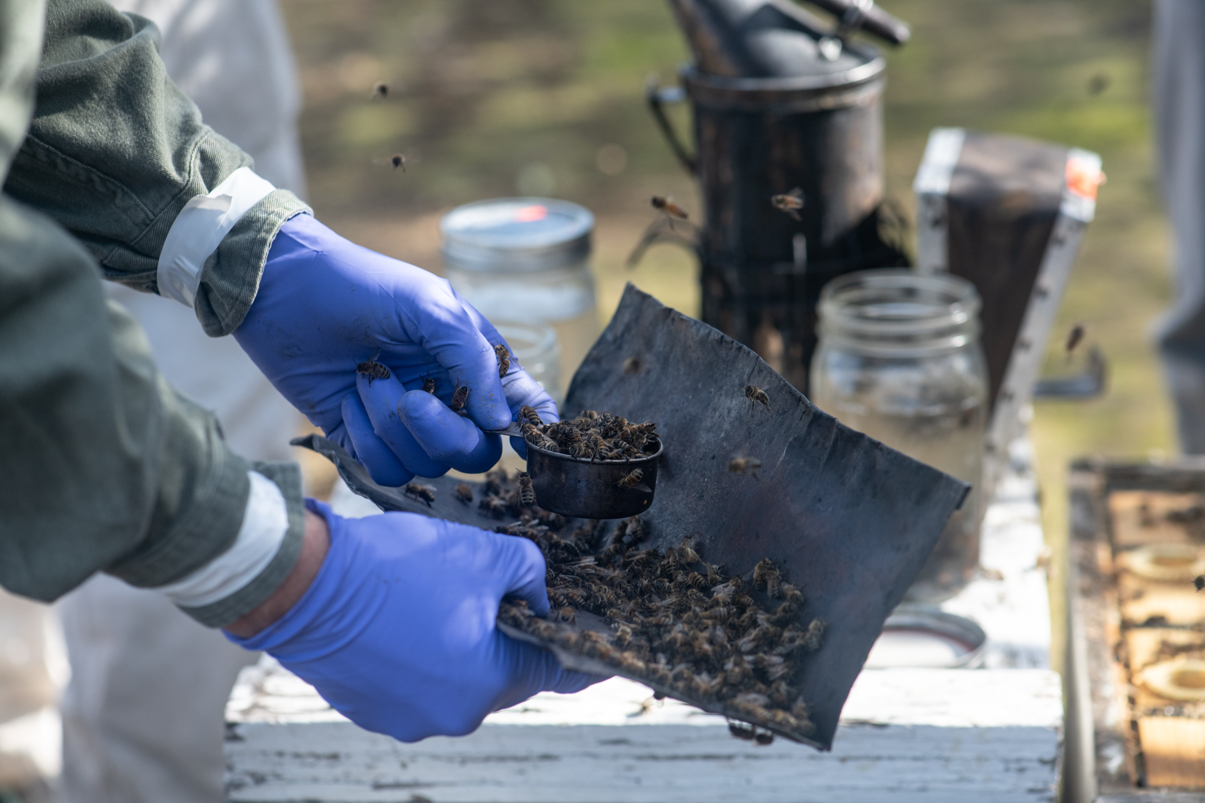 Through thousands of hive checks with the Bee Integrated 
Demonstration Project, the Bee Informed Partnership tech team 
validated the alcohol test for checking varroa.